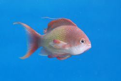 Lyretail anthias in the blue.
D200,105mm. by Derek Haslam 